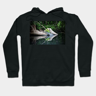 Alligator Cradled In Nature Hoodie